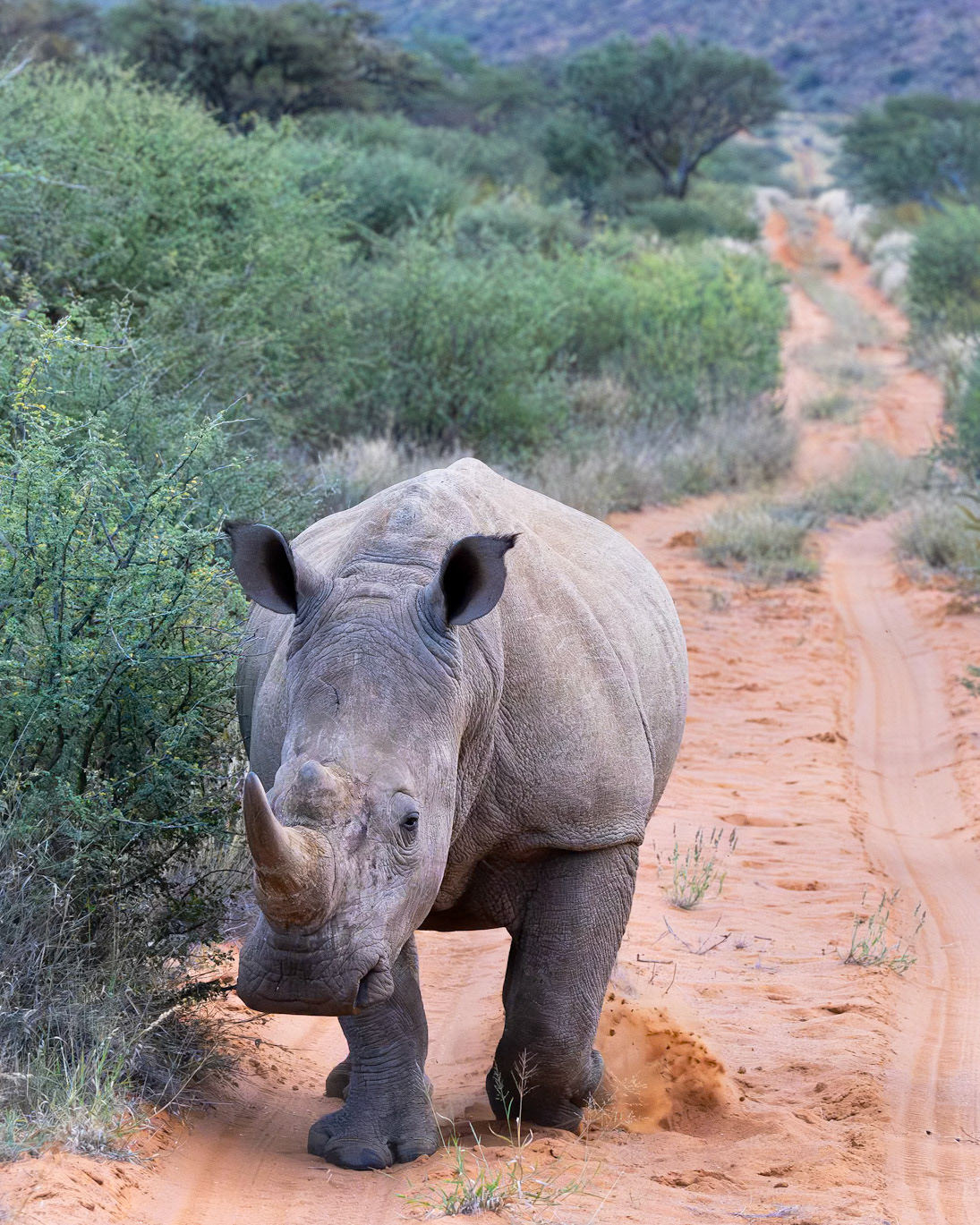 White Rhinoceros