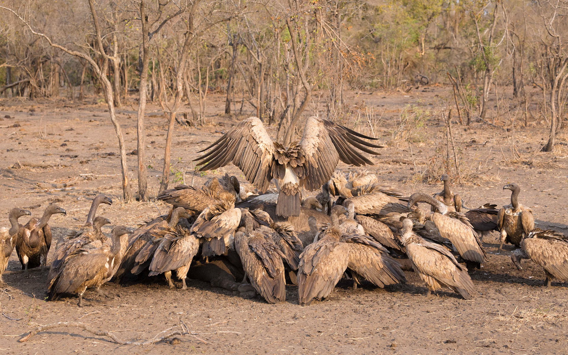 Vultures at a kill after the lions have left