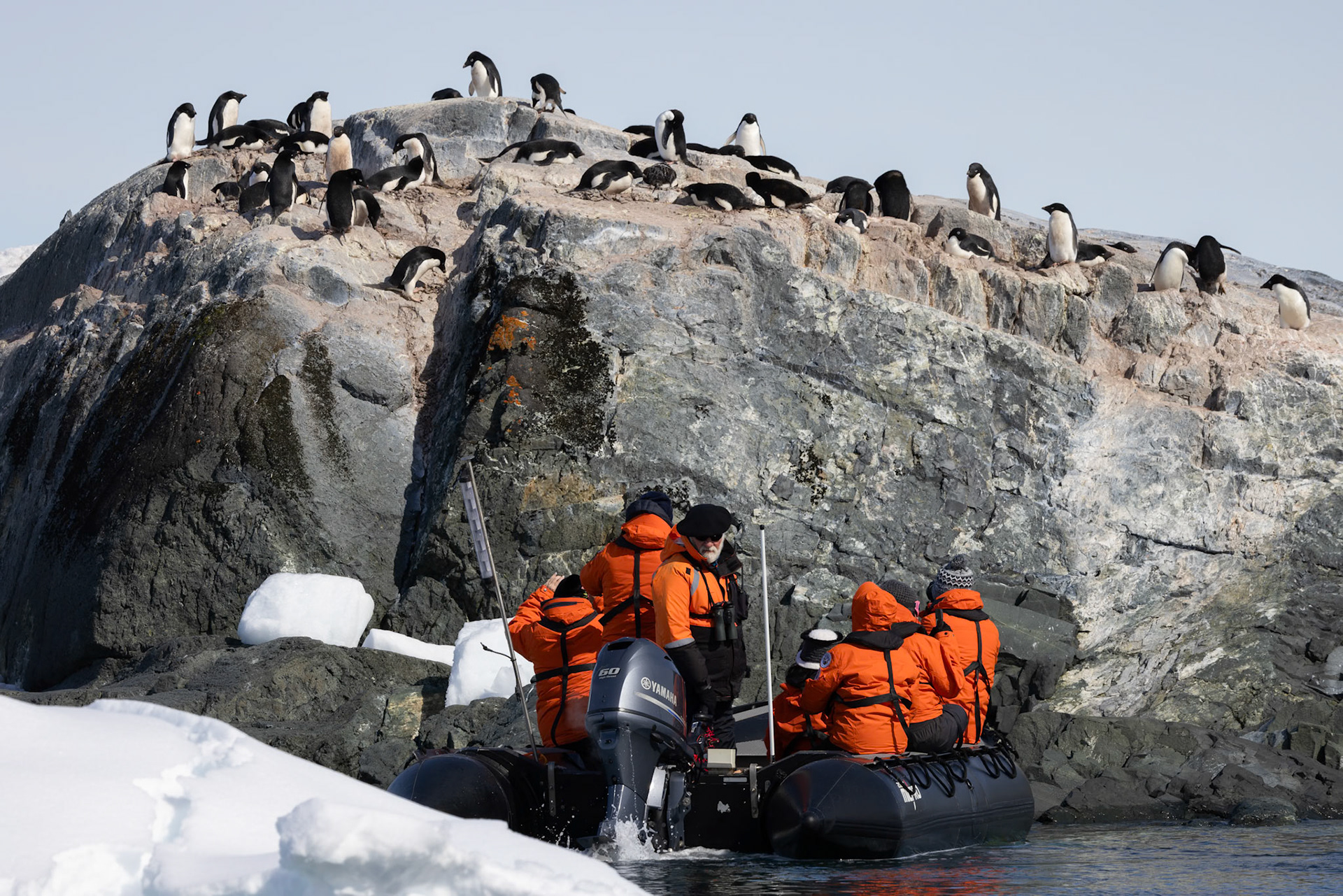 Adelie Penguin Colony, Yalour Islands