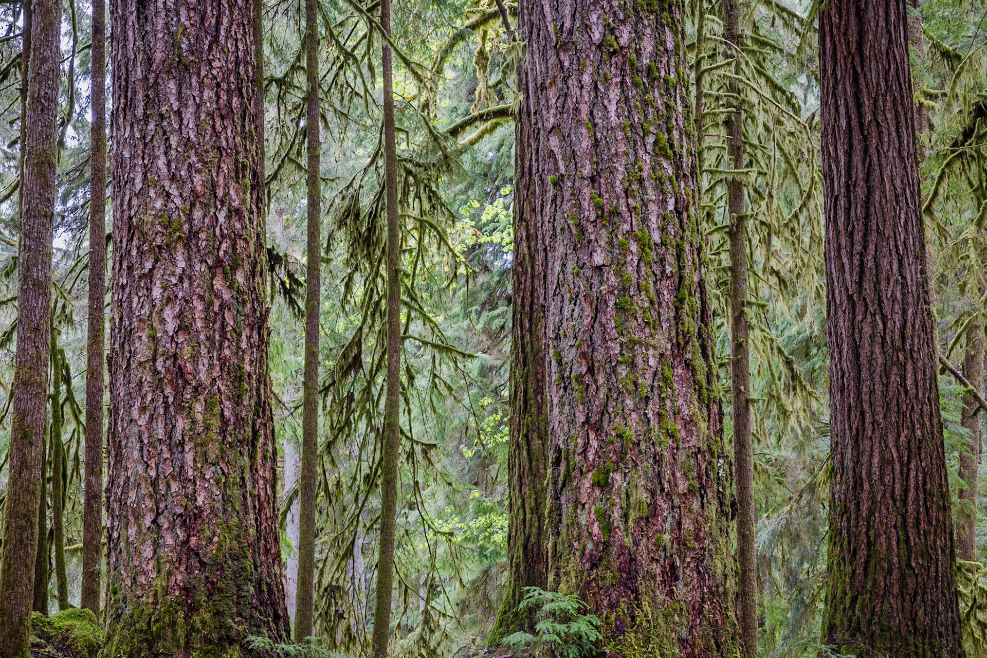 Ancient Groves