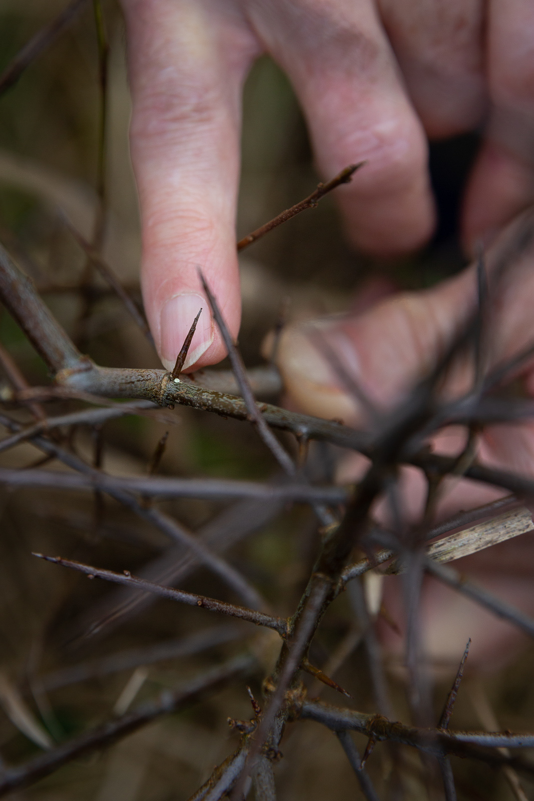 The egg of the rare Black Hairstreak butterfly
