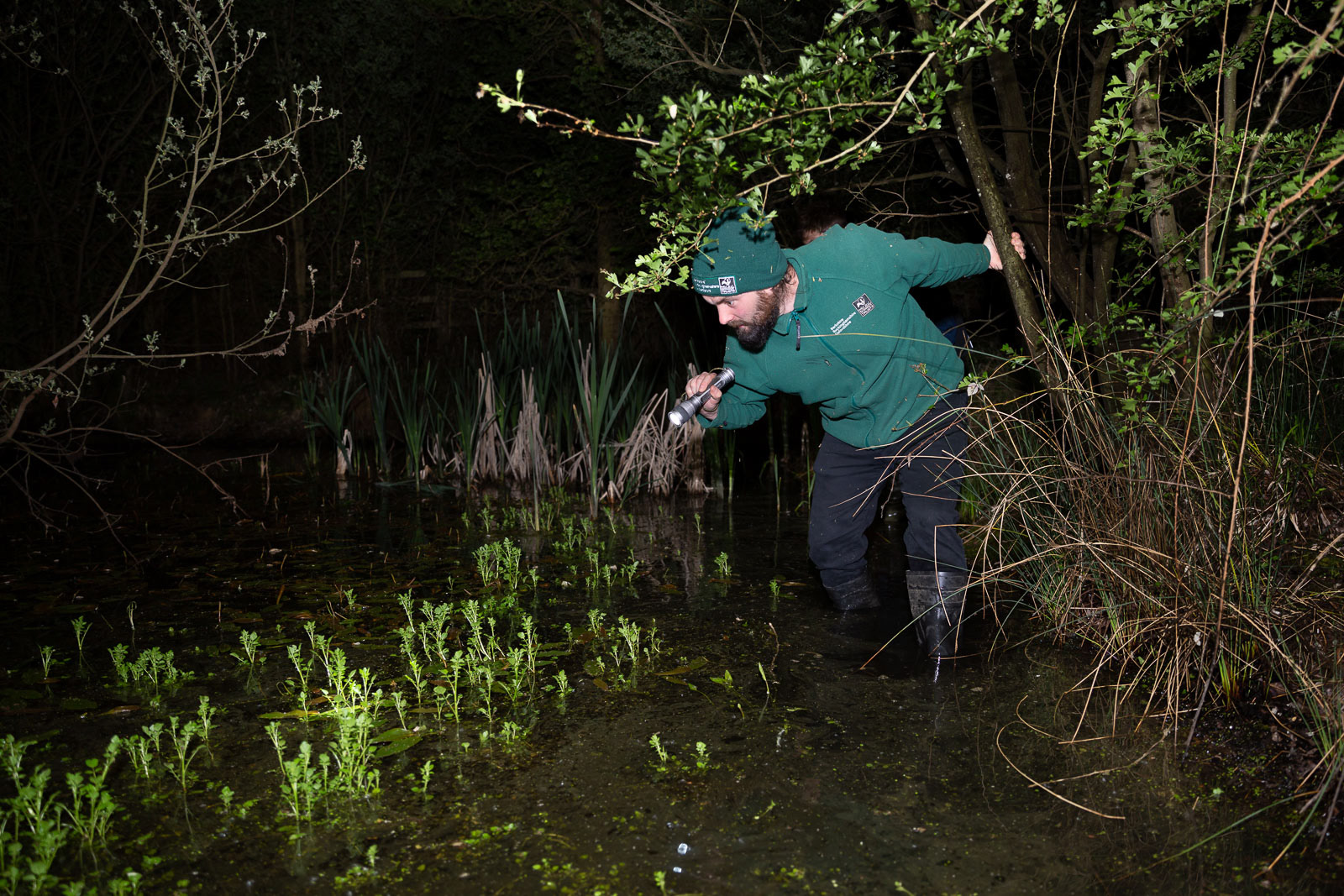 BBOWT staff looking for adult newts & eggs in Finemere Wood