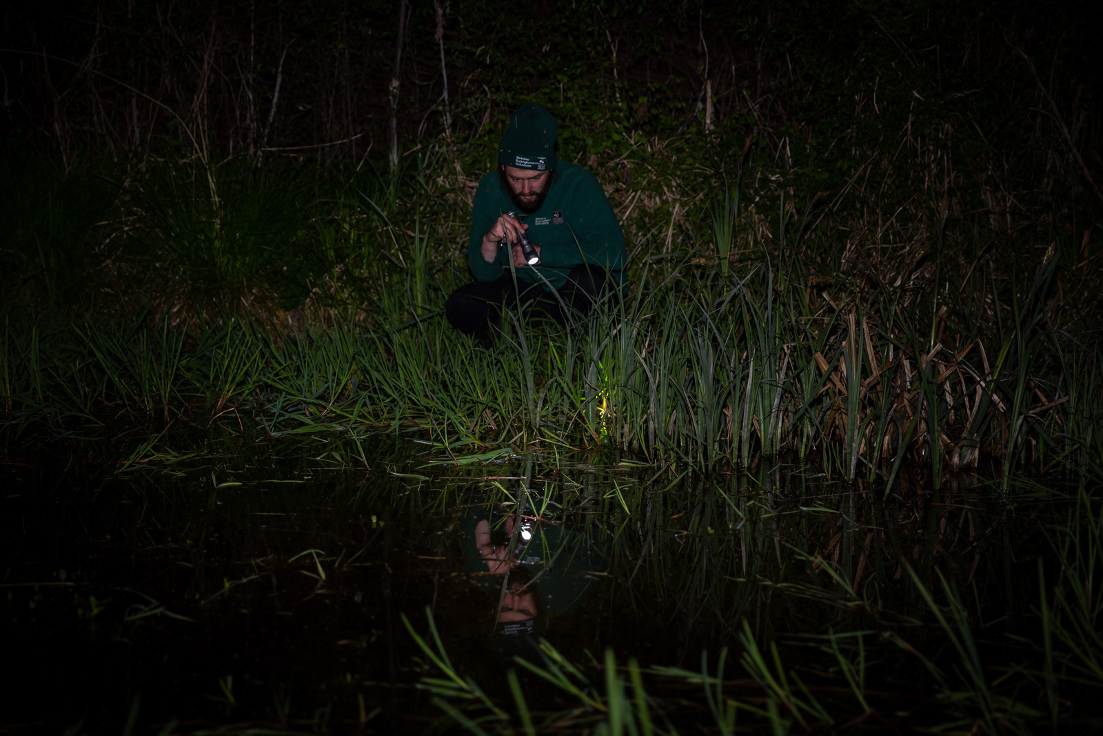 BBOWT staff looking for adult newts & eggs in Finemere Wood