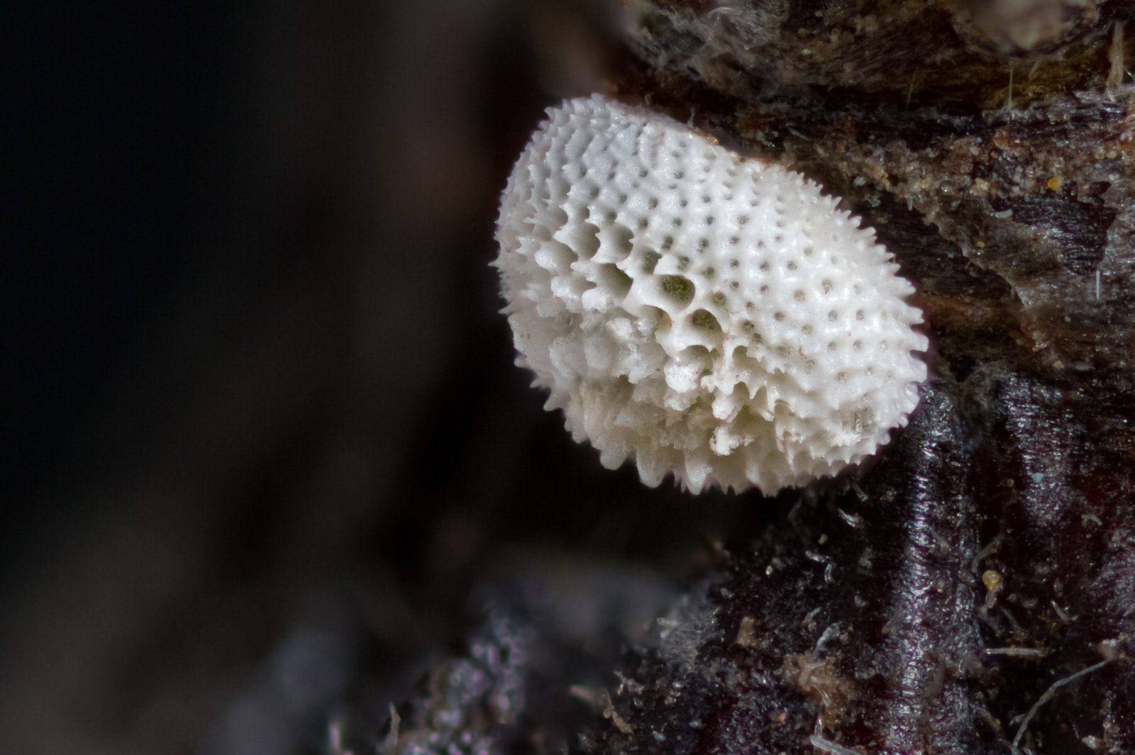 The Egg of the Black Hairstreak using extreme macro and image stacking photography