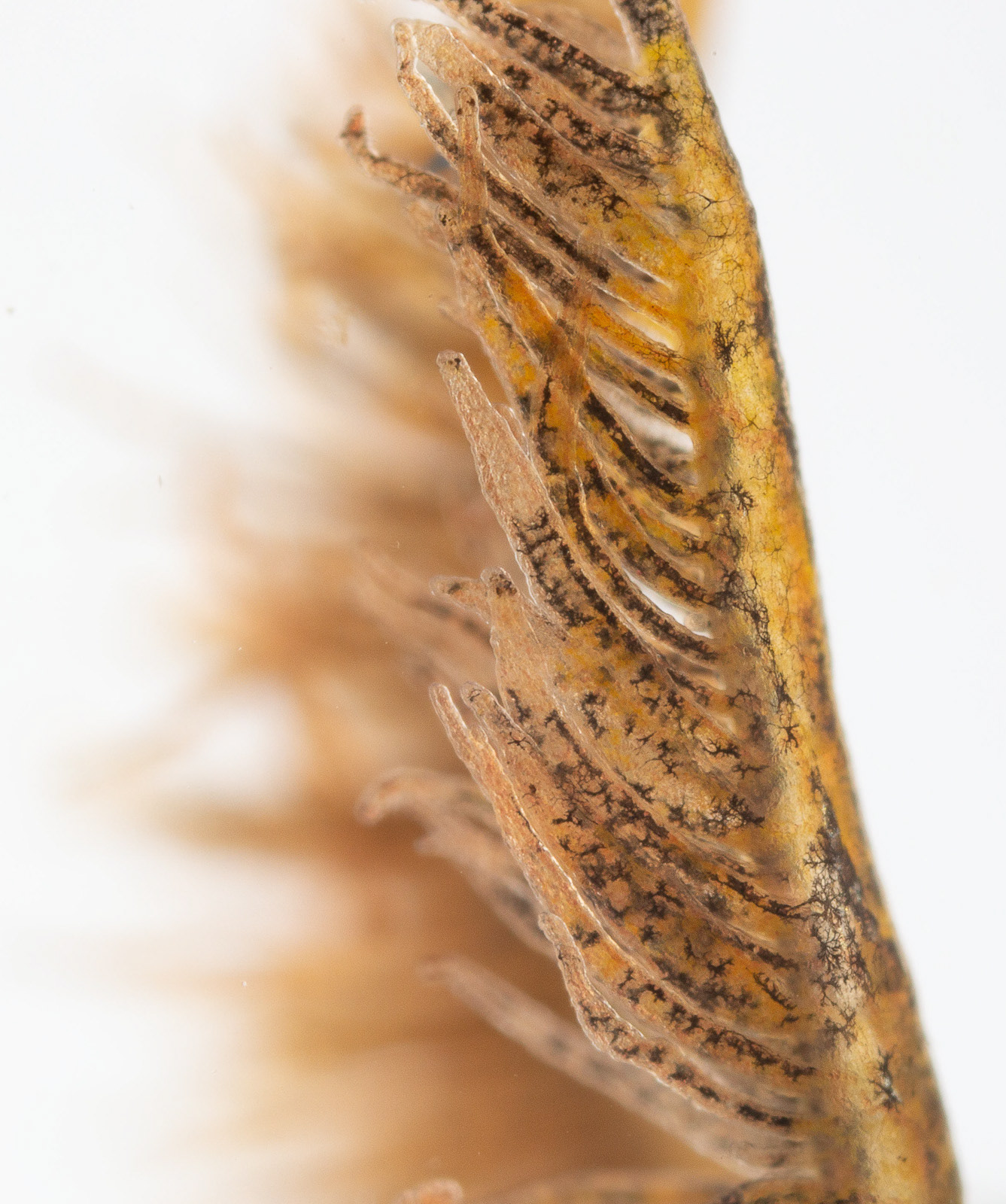 Gills of a Great Crested Newt larvae