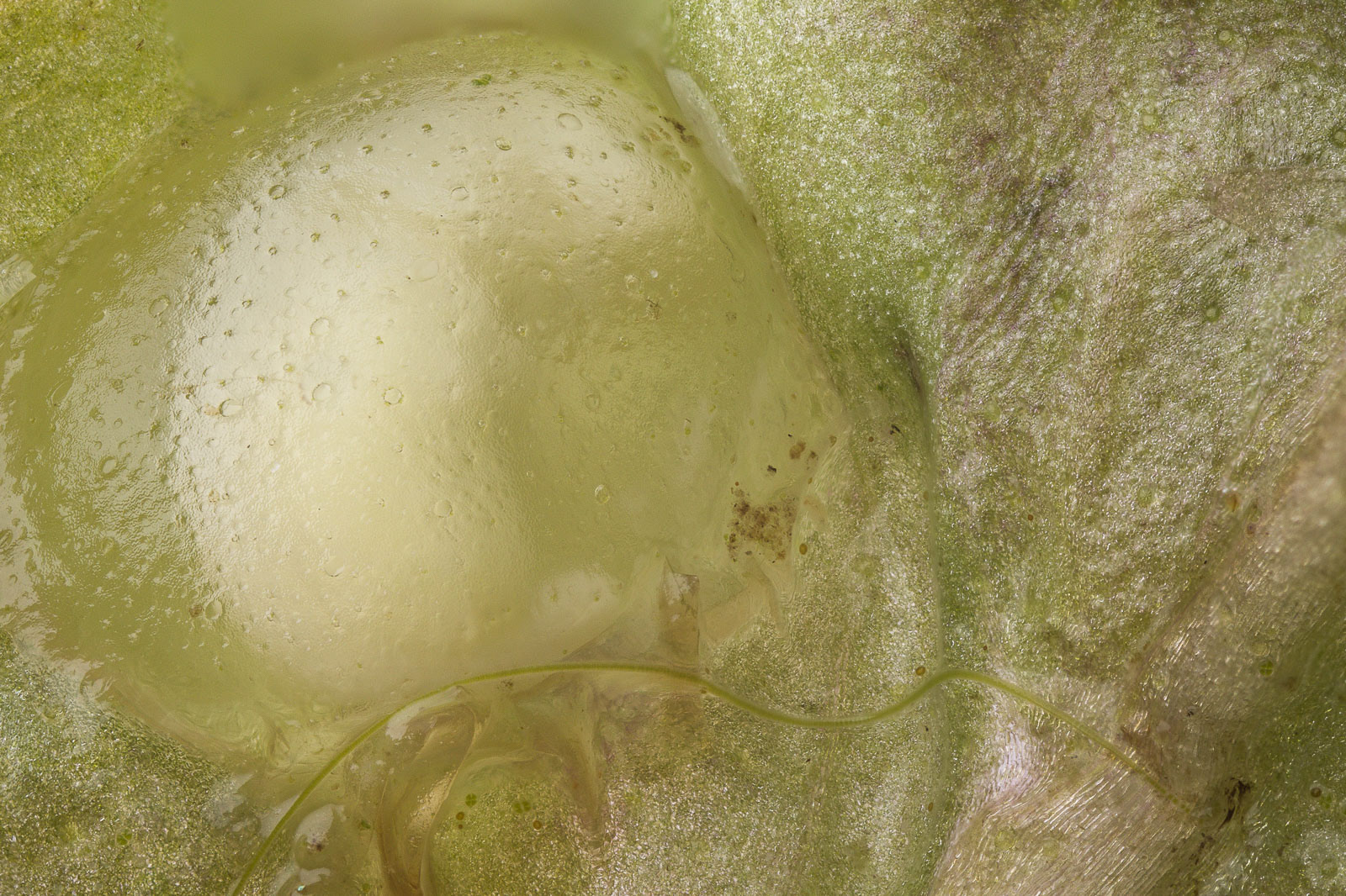 Great Crested Newt egg photographed using extreme macro and stacking photography techniques