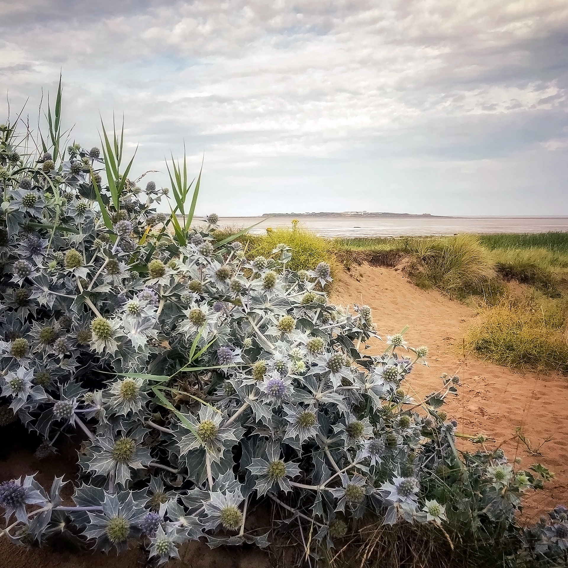 'A Sea Holly Sunday Morning' West Kirby Beach