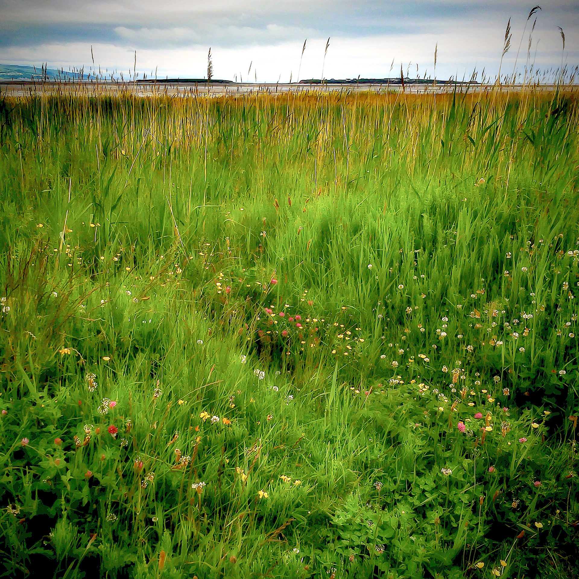 'Wild Flowers' Hilbre Island from West Kirby Beach 