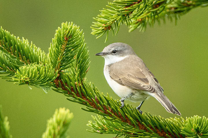 Ärtsångare
