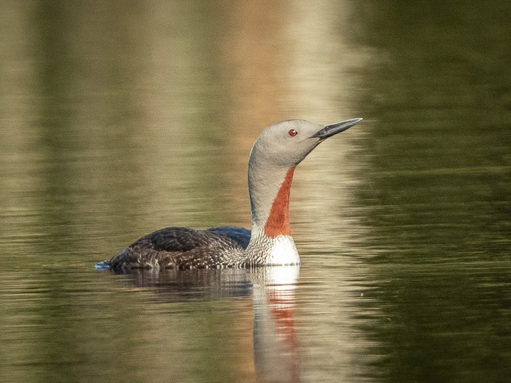 Smålom