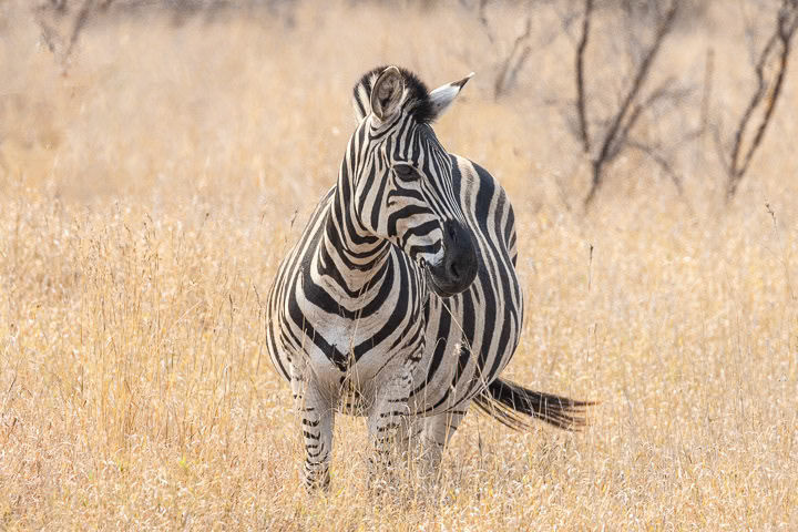 Zebra