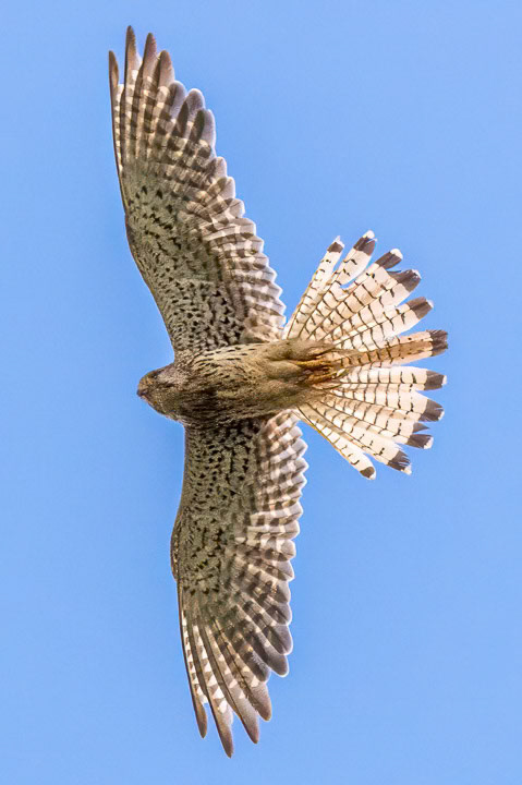 Tornfalk