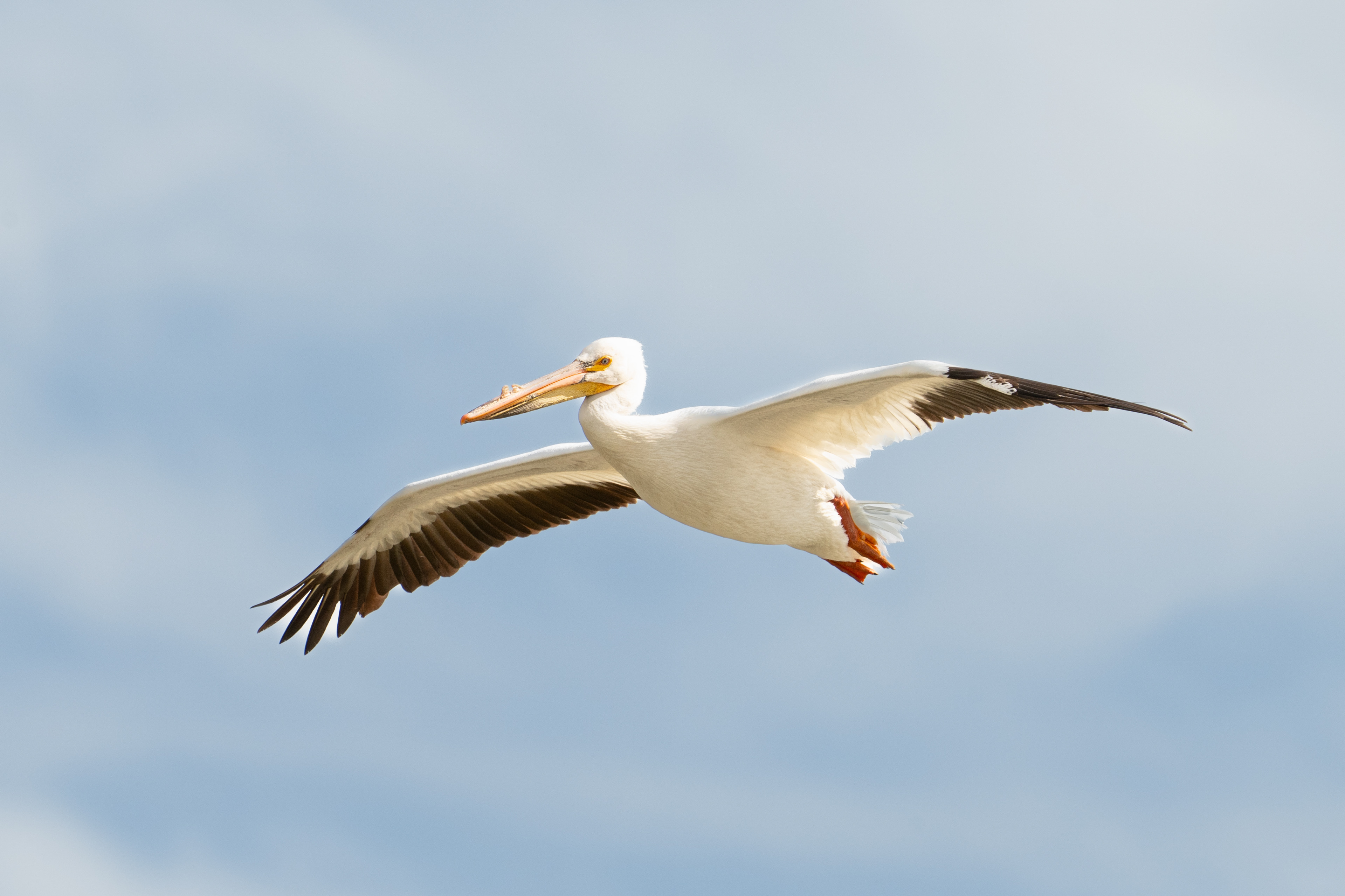 American White Pelican - Colorado