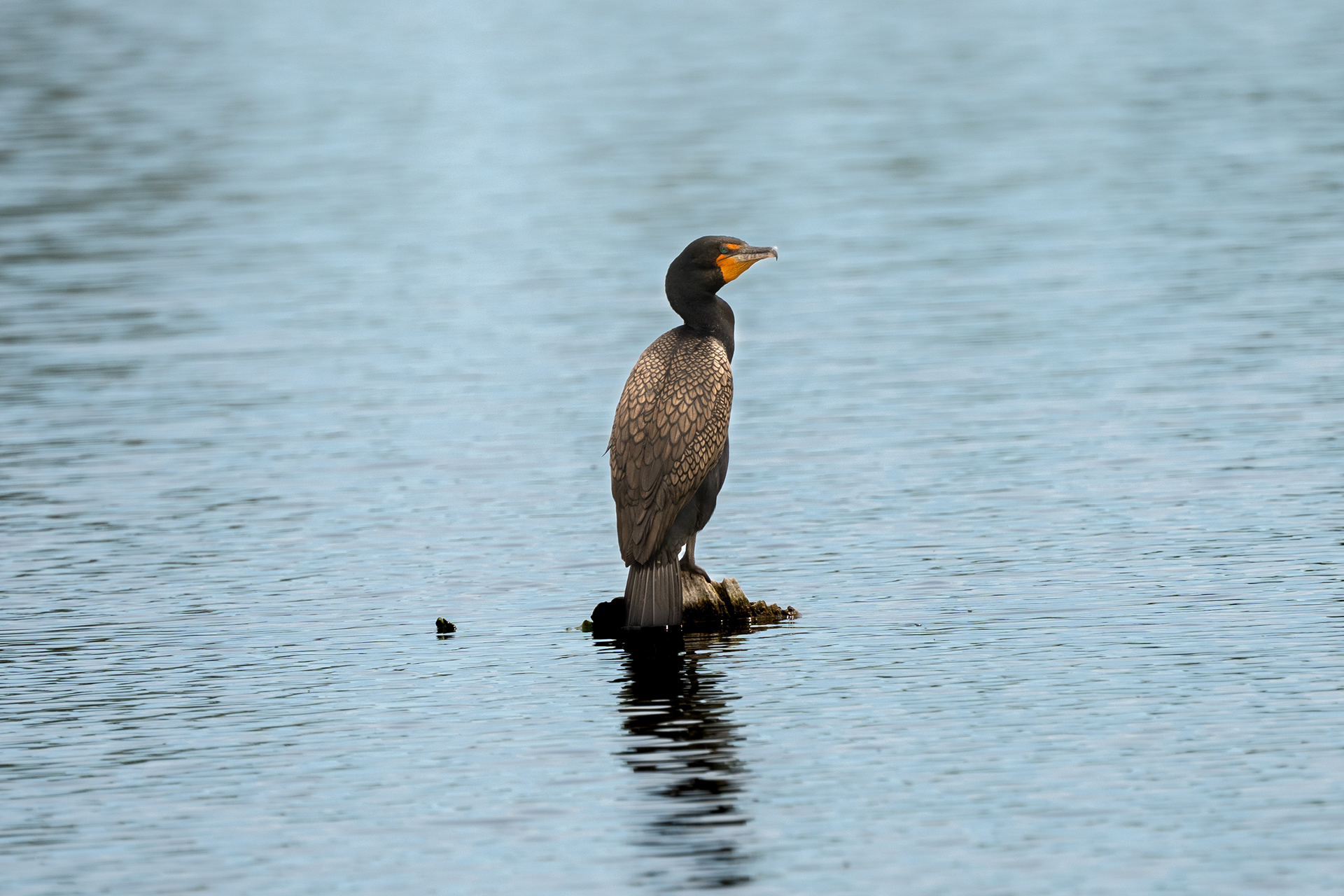 Double-crested Cormorant, Taken in Colorado