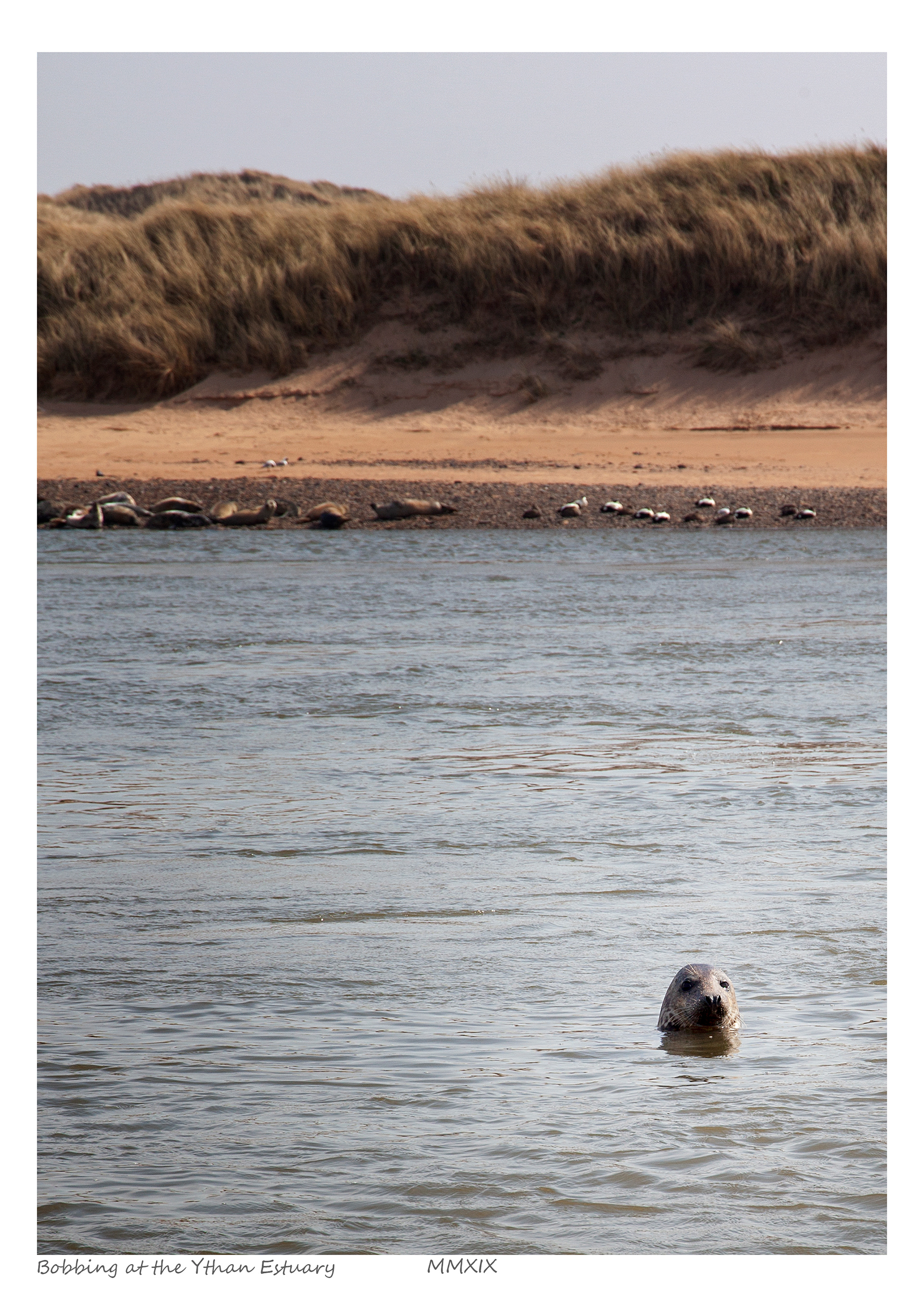 Bobbing at the Ythan Estuary