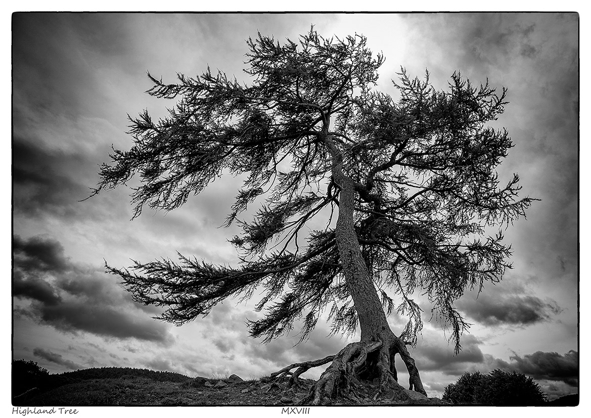 Highland Tree (Kildrummy, Aberdeenshire)