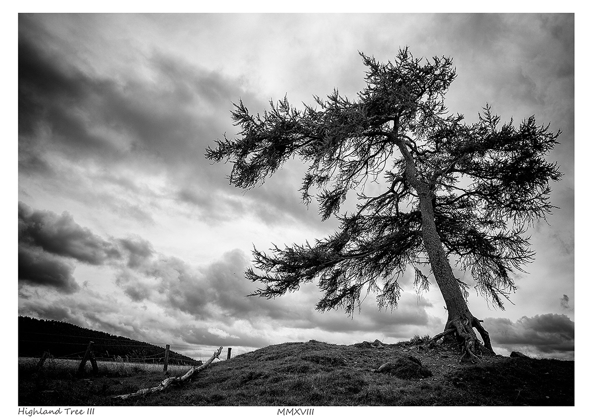 Highland Tree III (Kildrummy, Aberdeenshire)
