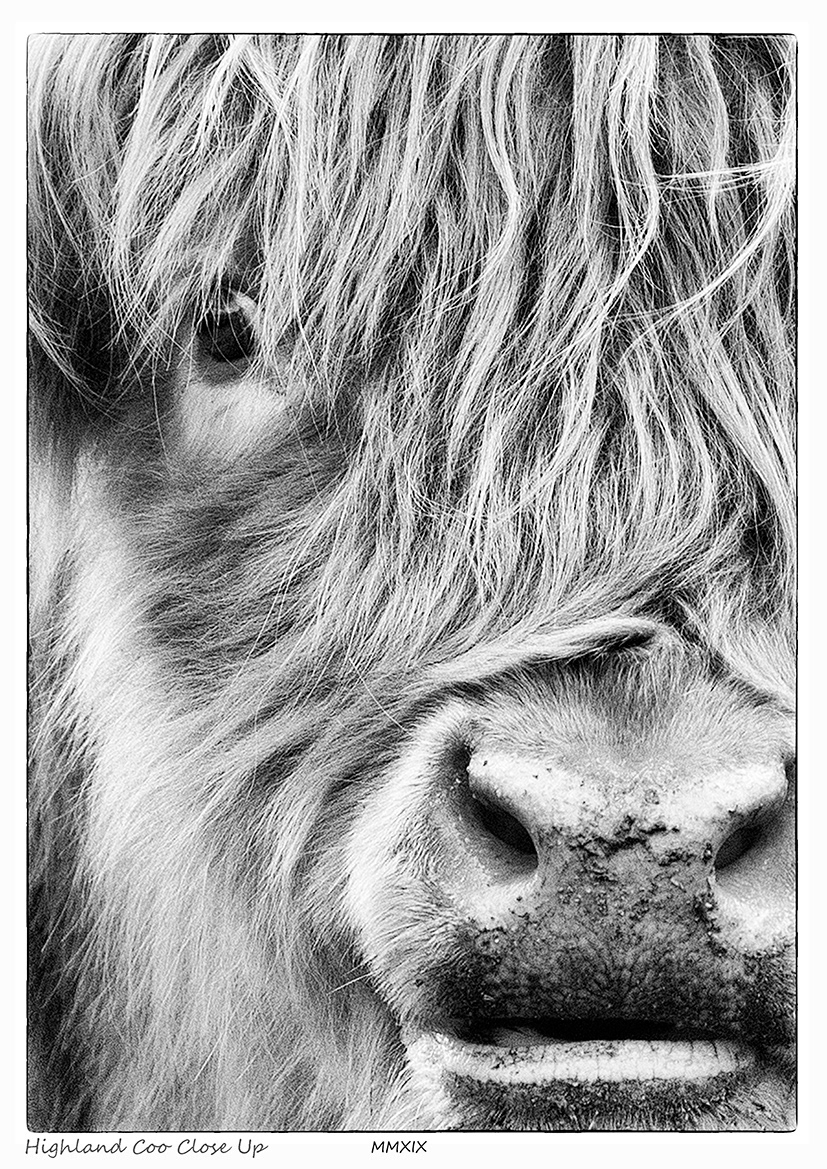 Highland Coo Close Up (Highland Cattle)