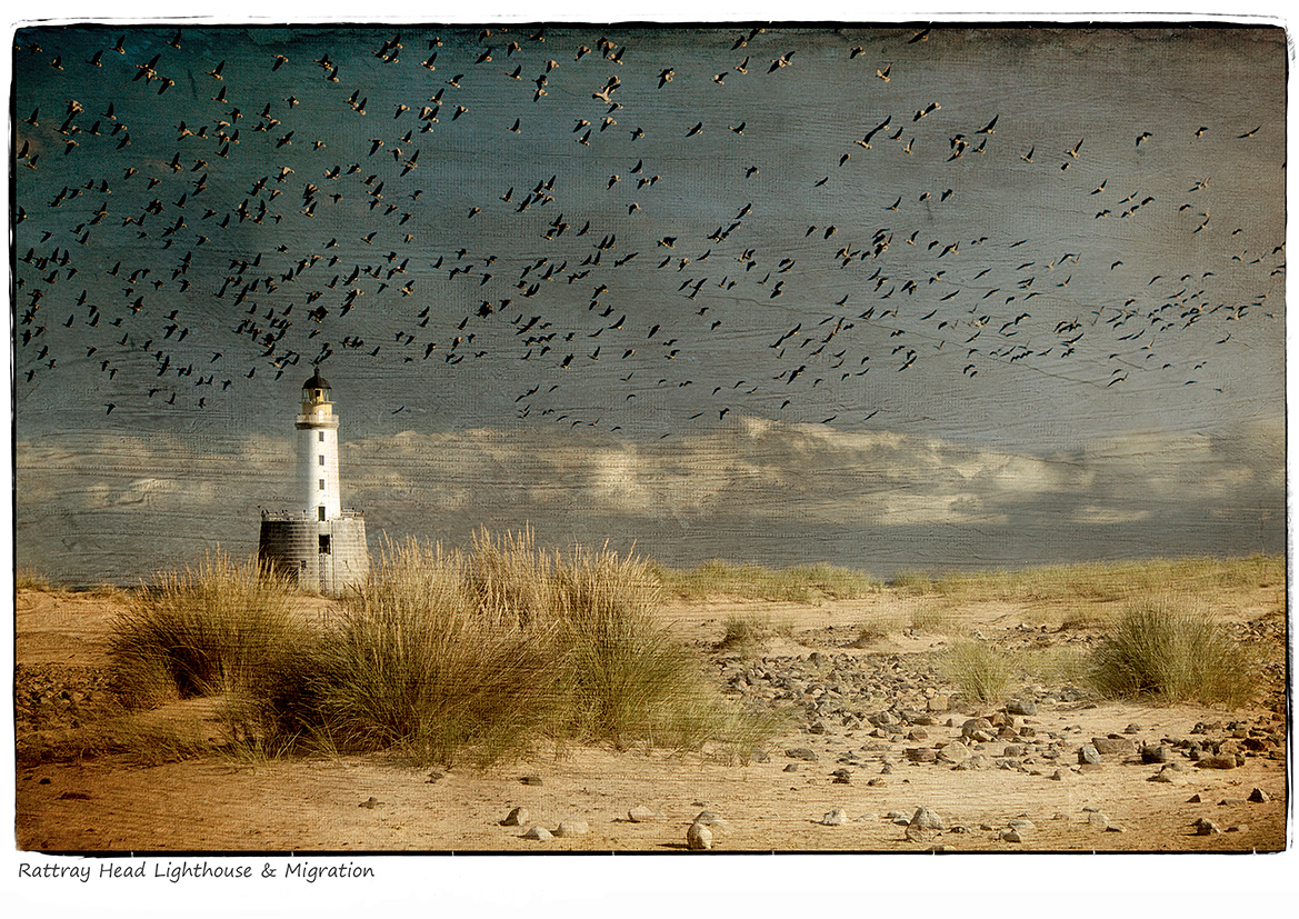 Rattray Head Lighthouse & Migration (Aberdeenshire)