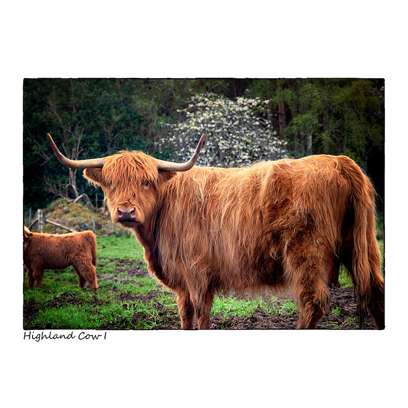 Highland Cow I