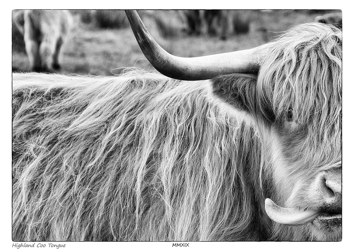 Highland Coo Tongue (Highland Cattle)