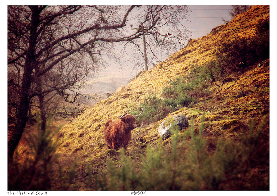 The Heeland Coo II (Scottish Highlands)