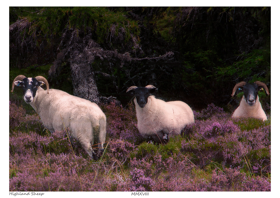Highland Sheep