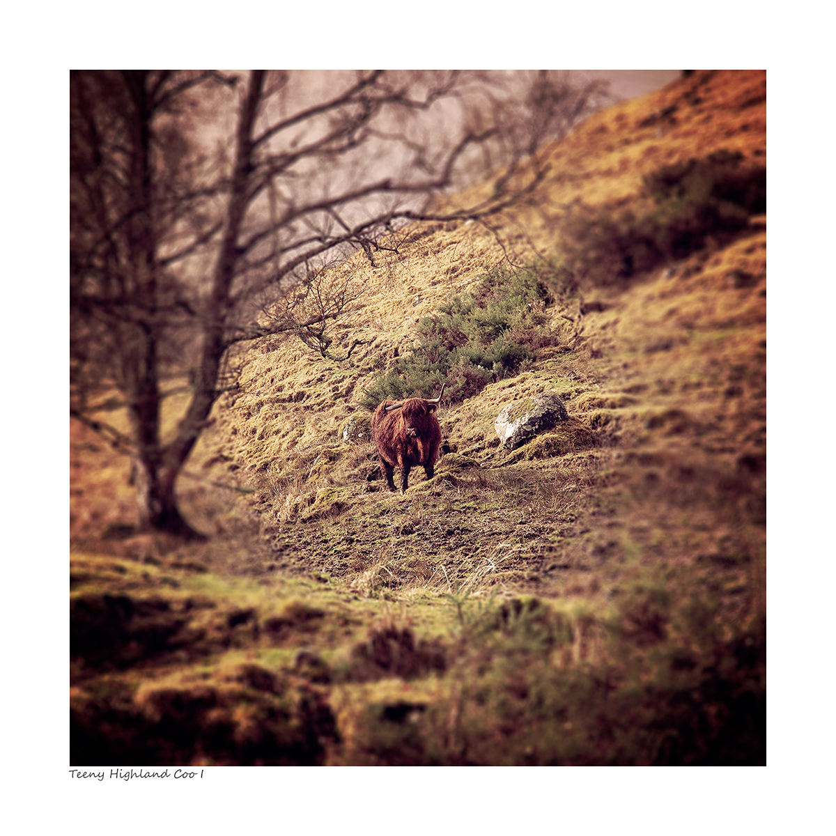 Teeny Highland Coo I