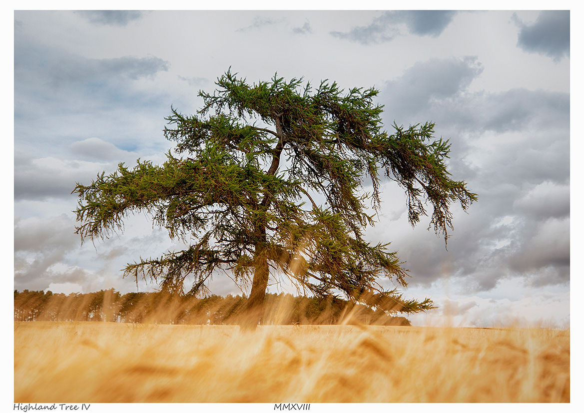 Highland Tree IV (Kildrummy, Aberdeenshire)