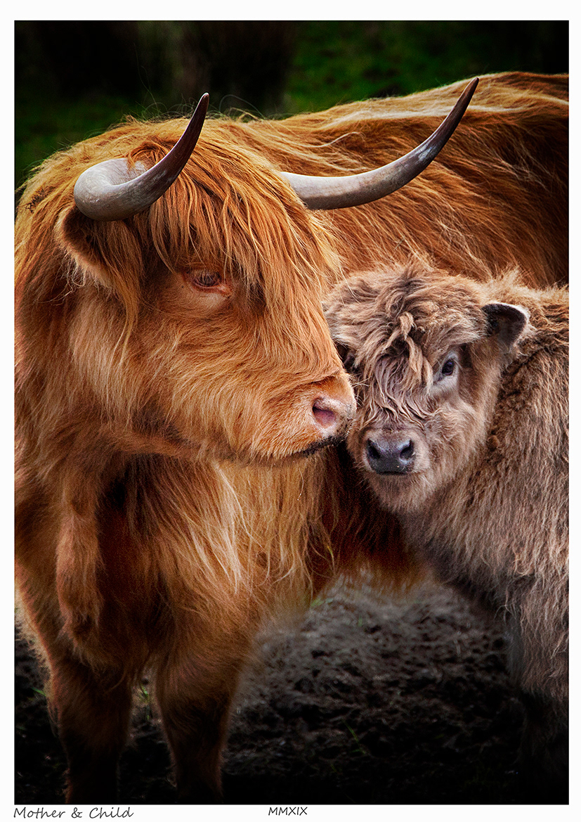 Mother & Child (Highland Cattle)