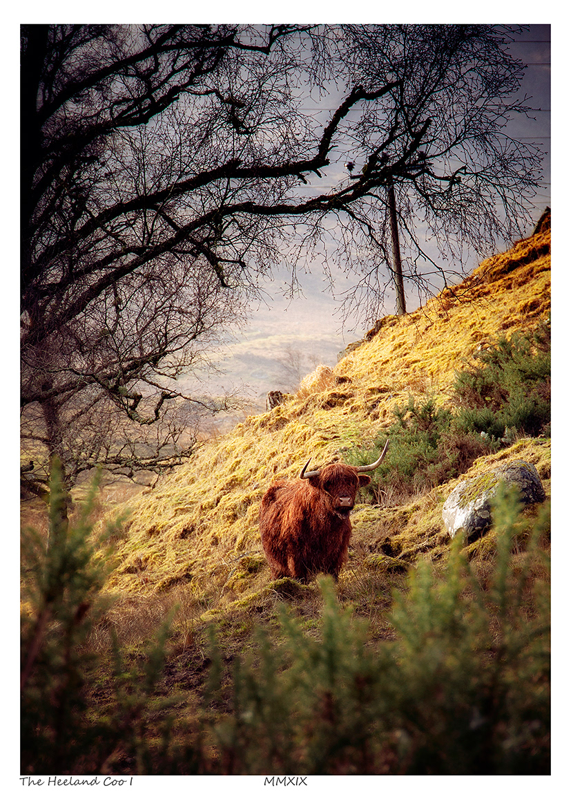 The Heeland Coo I (Scottish Highlands)