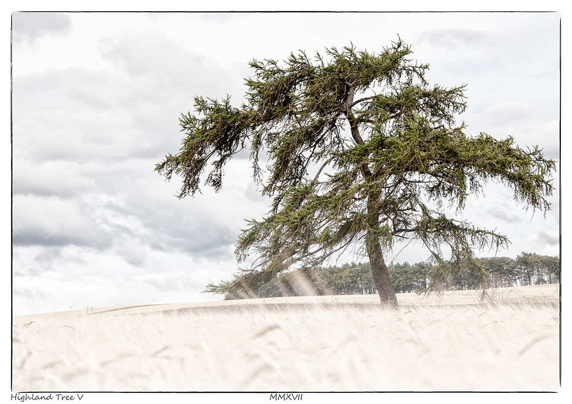 Highland Tree V (Kildrummy, Aberdeenshire)