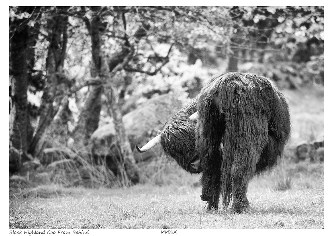 Black Highland Coo from Behind (Highland Cattle)