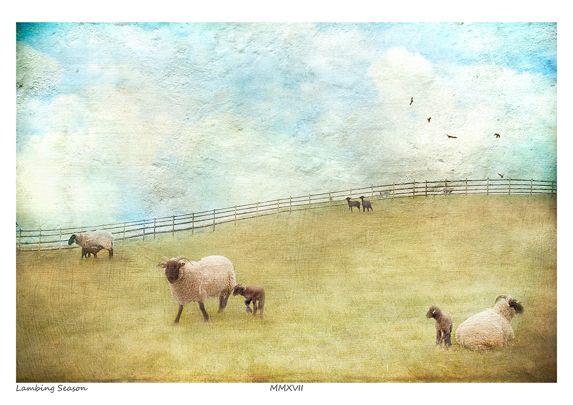 Lambing Season (Doonies Farm Art)