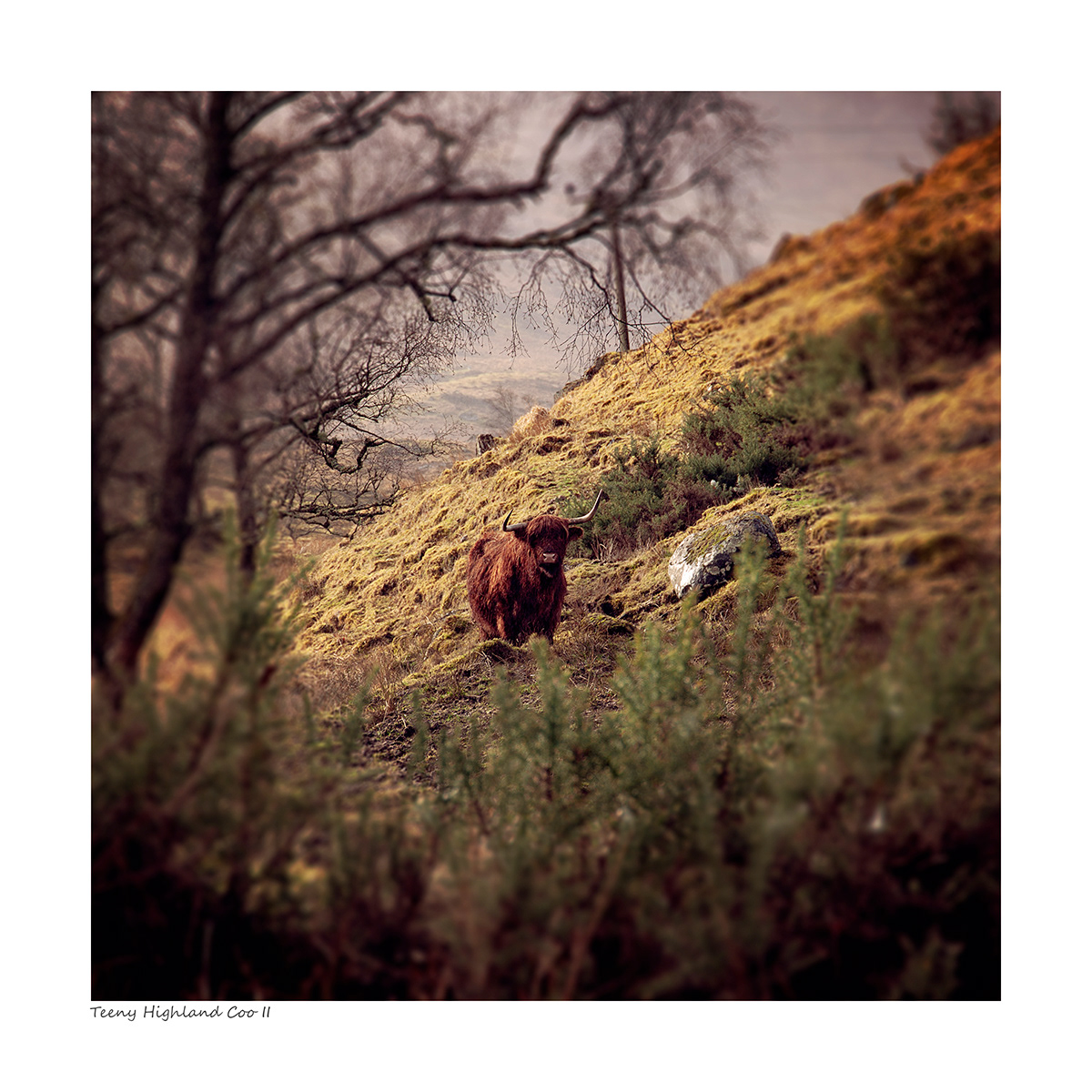 Teeny Highland Coo II
