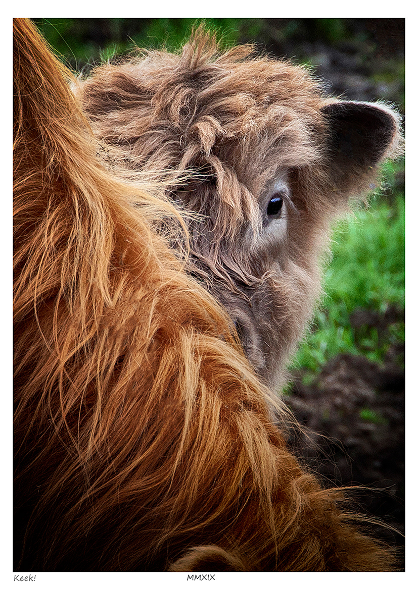 Keek! (Highland Cattle)