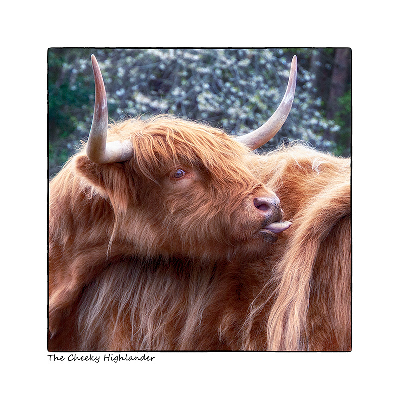 The Cheeky Highlander