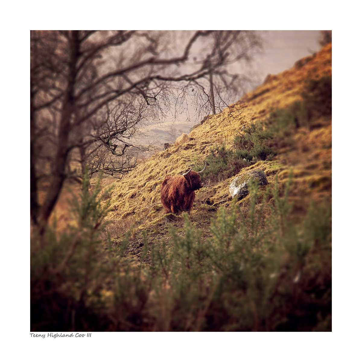 Teeny Highland Coo III