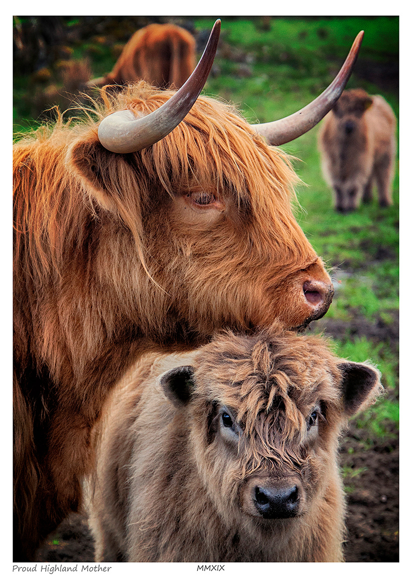 Proud Highland Mother (Highland Cattle)