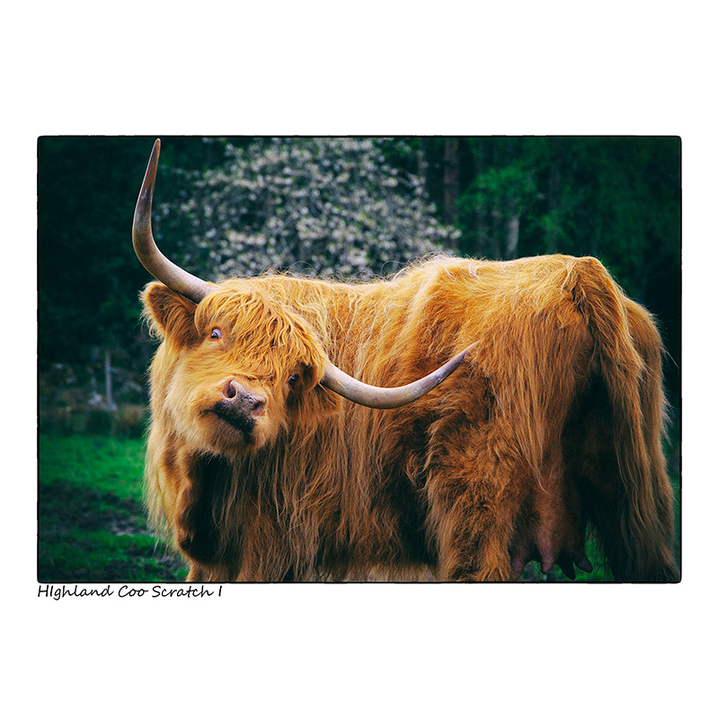 Highland Coo Scratch I