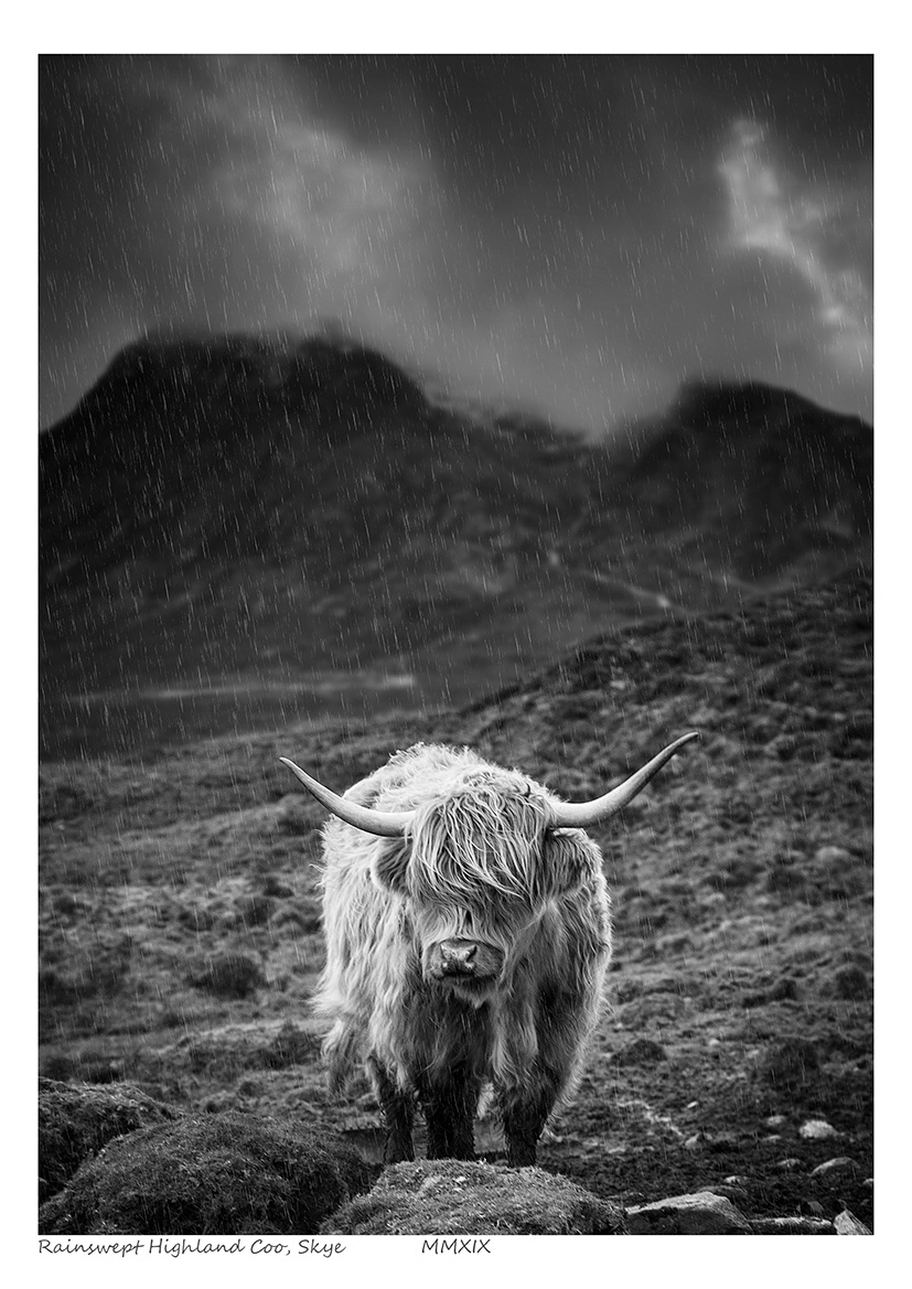 Rainswept Highland Coo, Mono (Scottish Highlands)