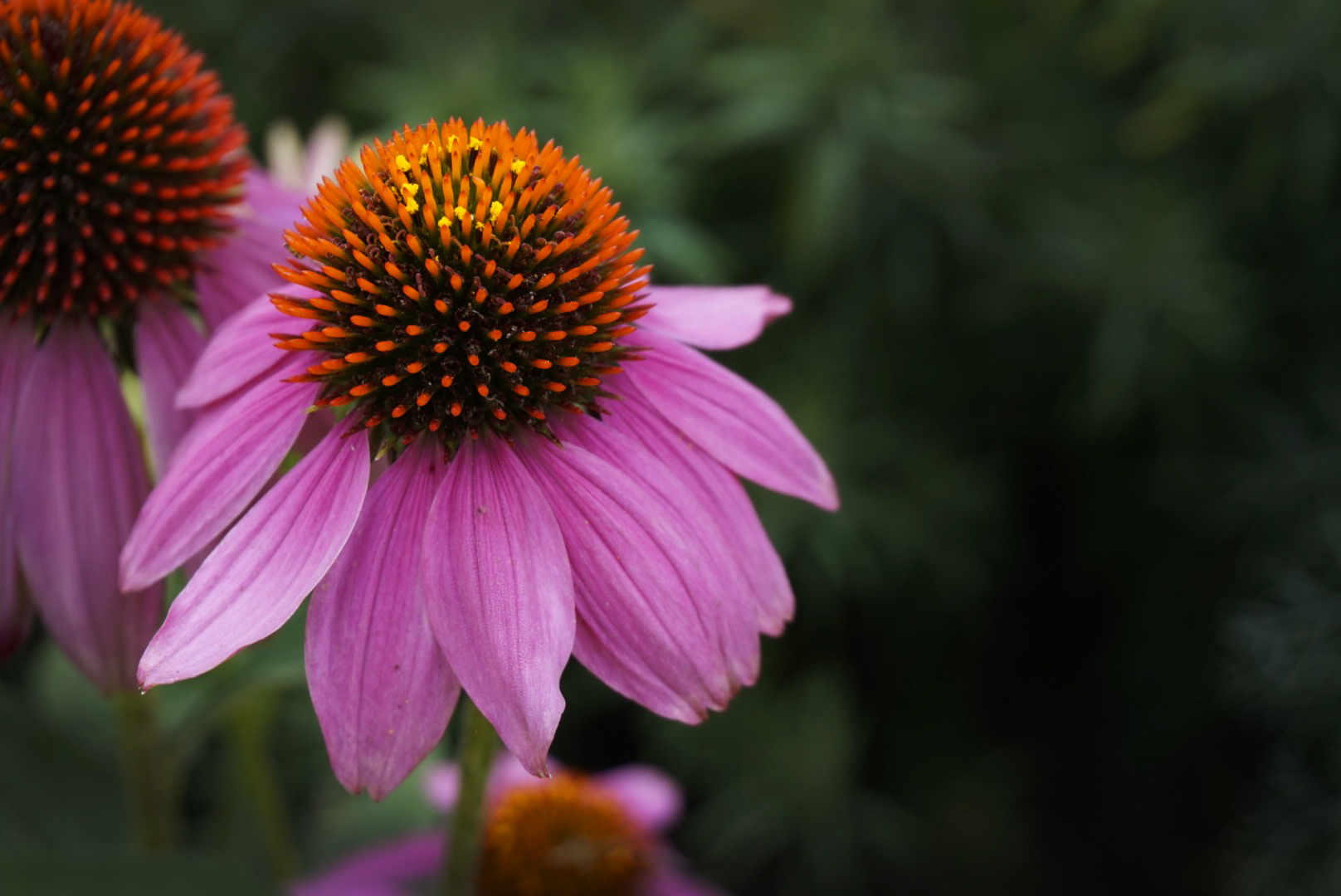 Sony Alpha 7 | F/7.1 | 1/100