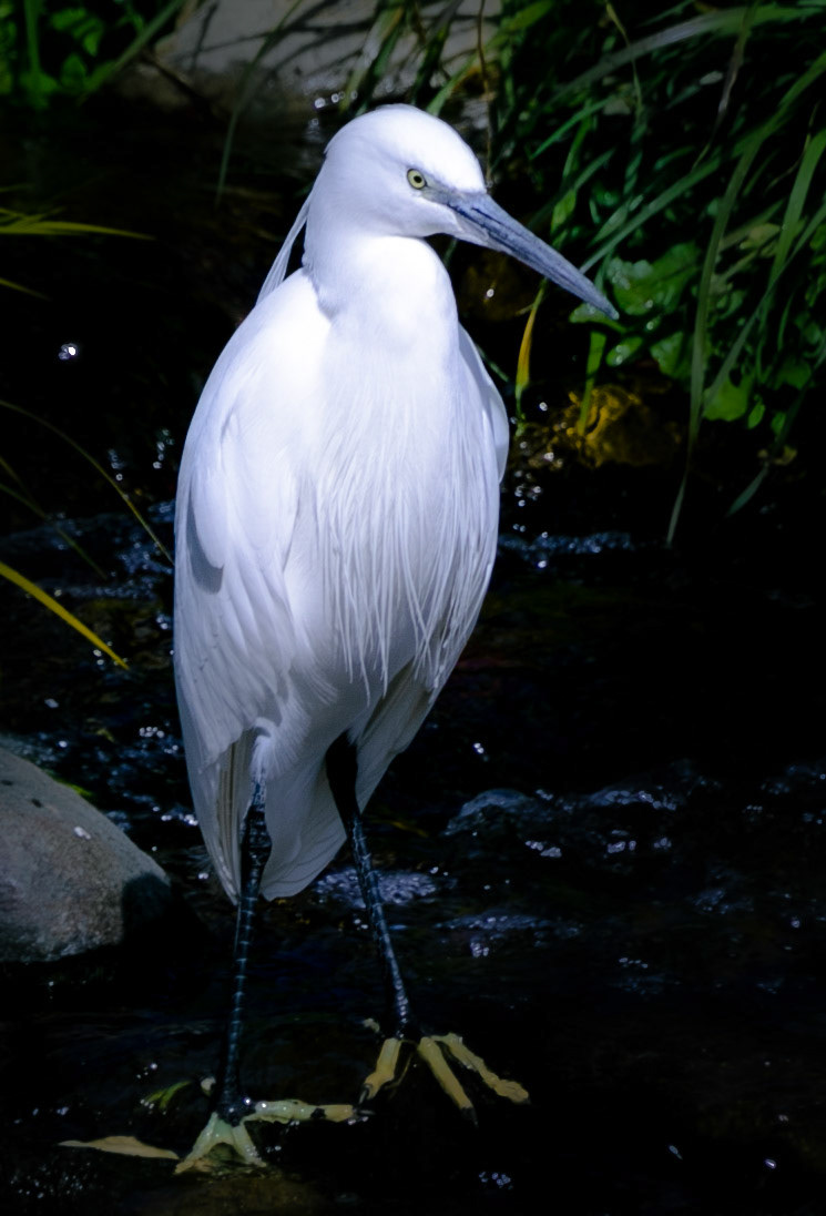 A Heron