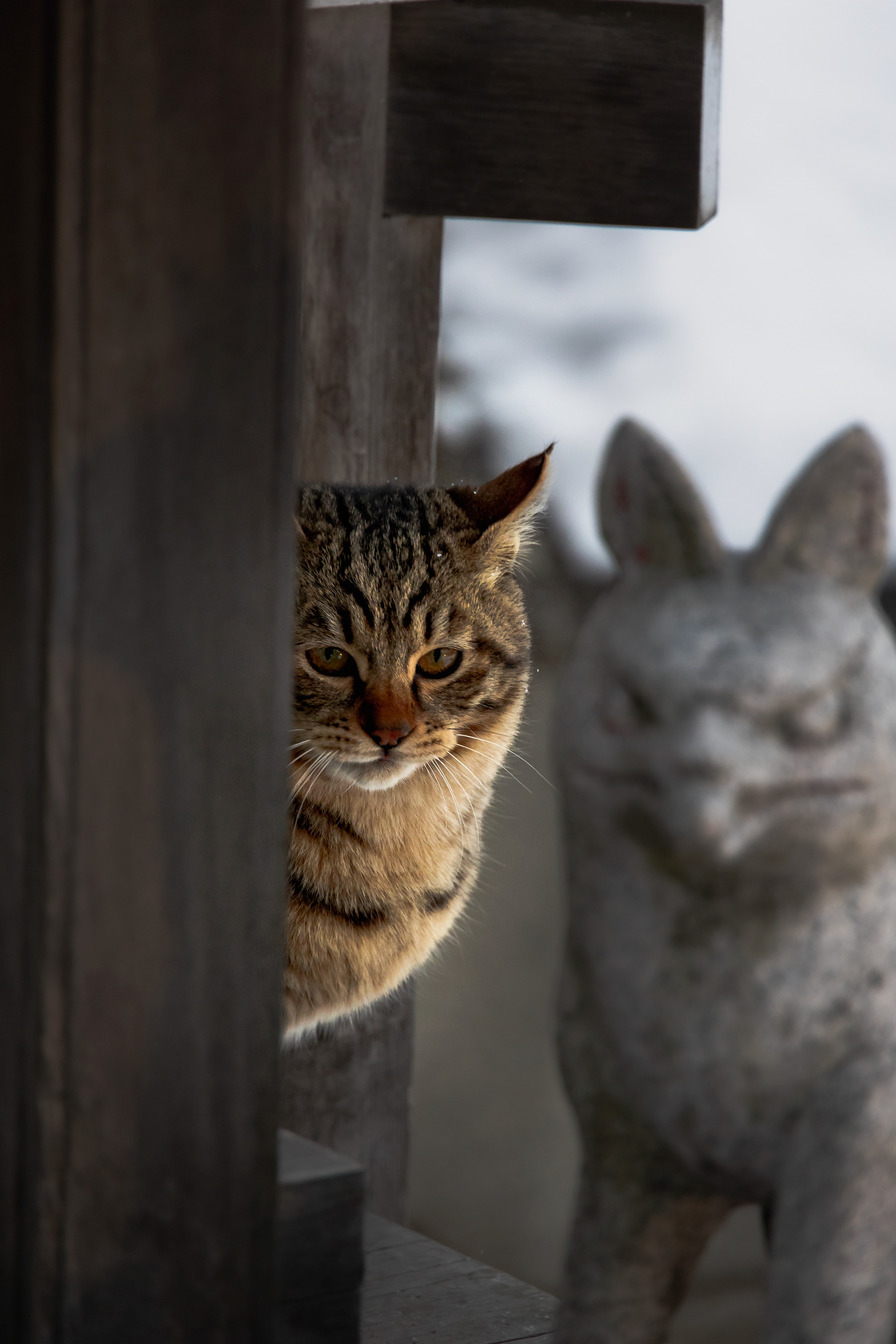 A cat in a local shrine