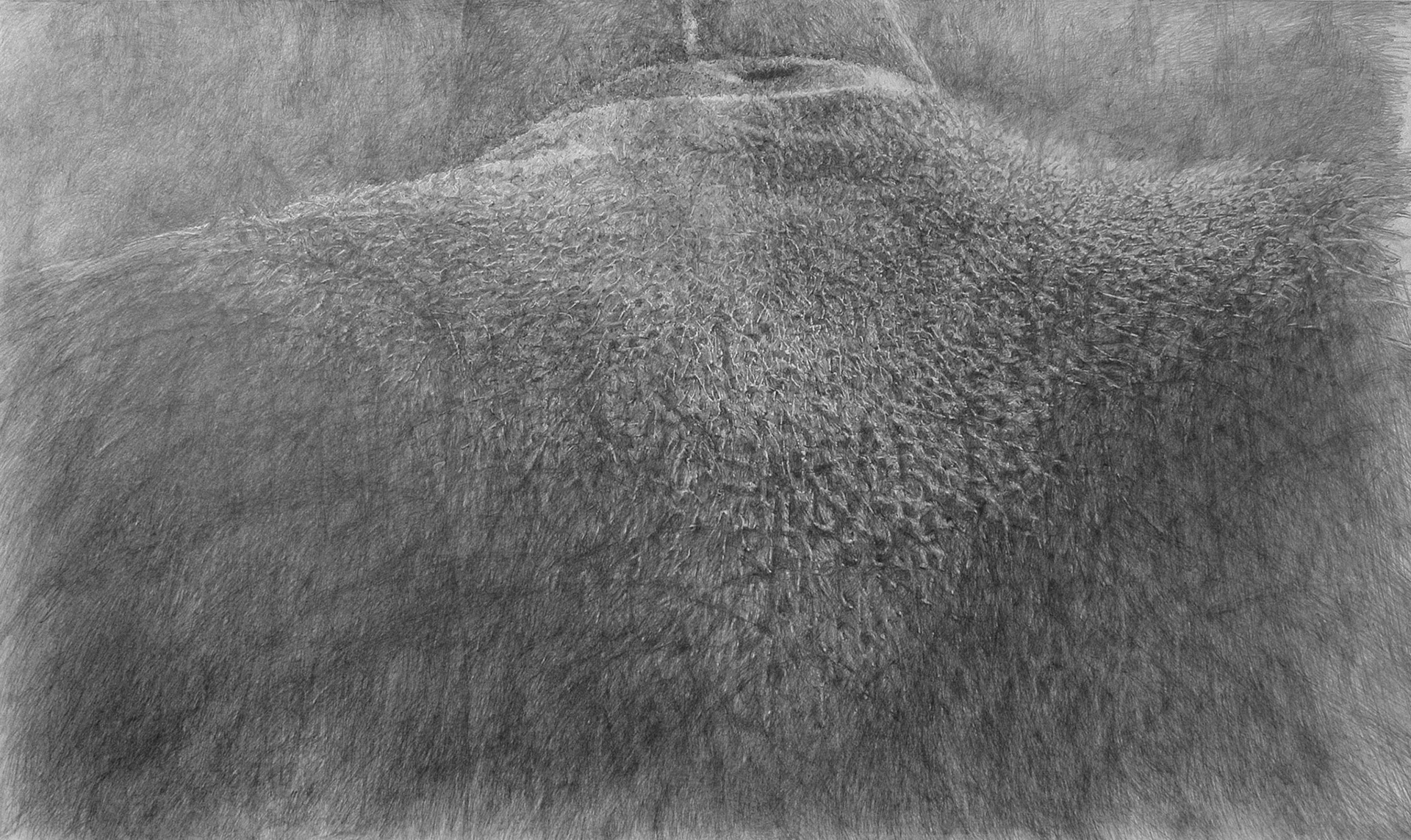 Untitled, graphite on paper, 150 x 286 cm, 2013