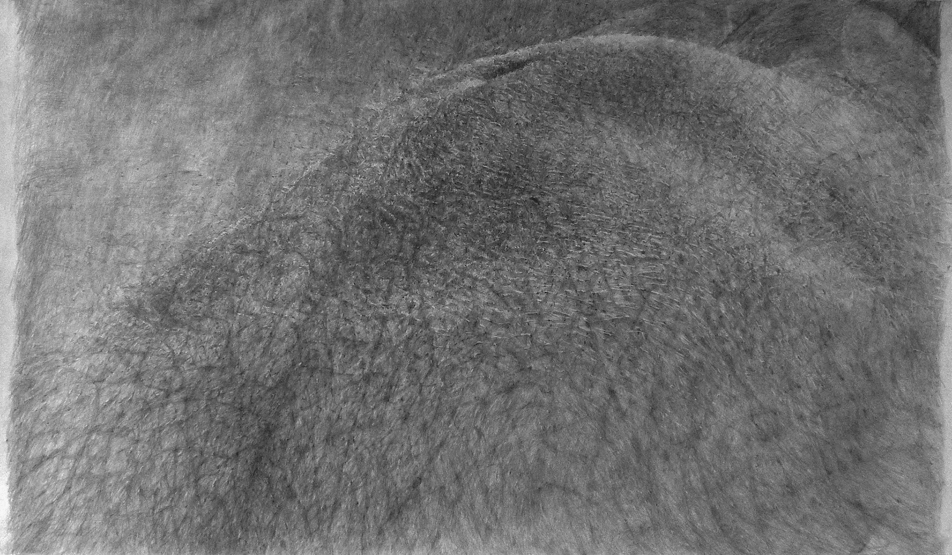 Untitled, graphite on paper, 150 x 266 cm, 2013 (in collection Valkhof Museum) 