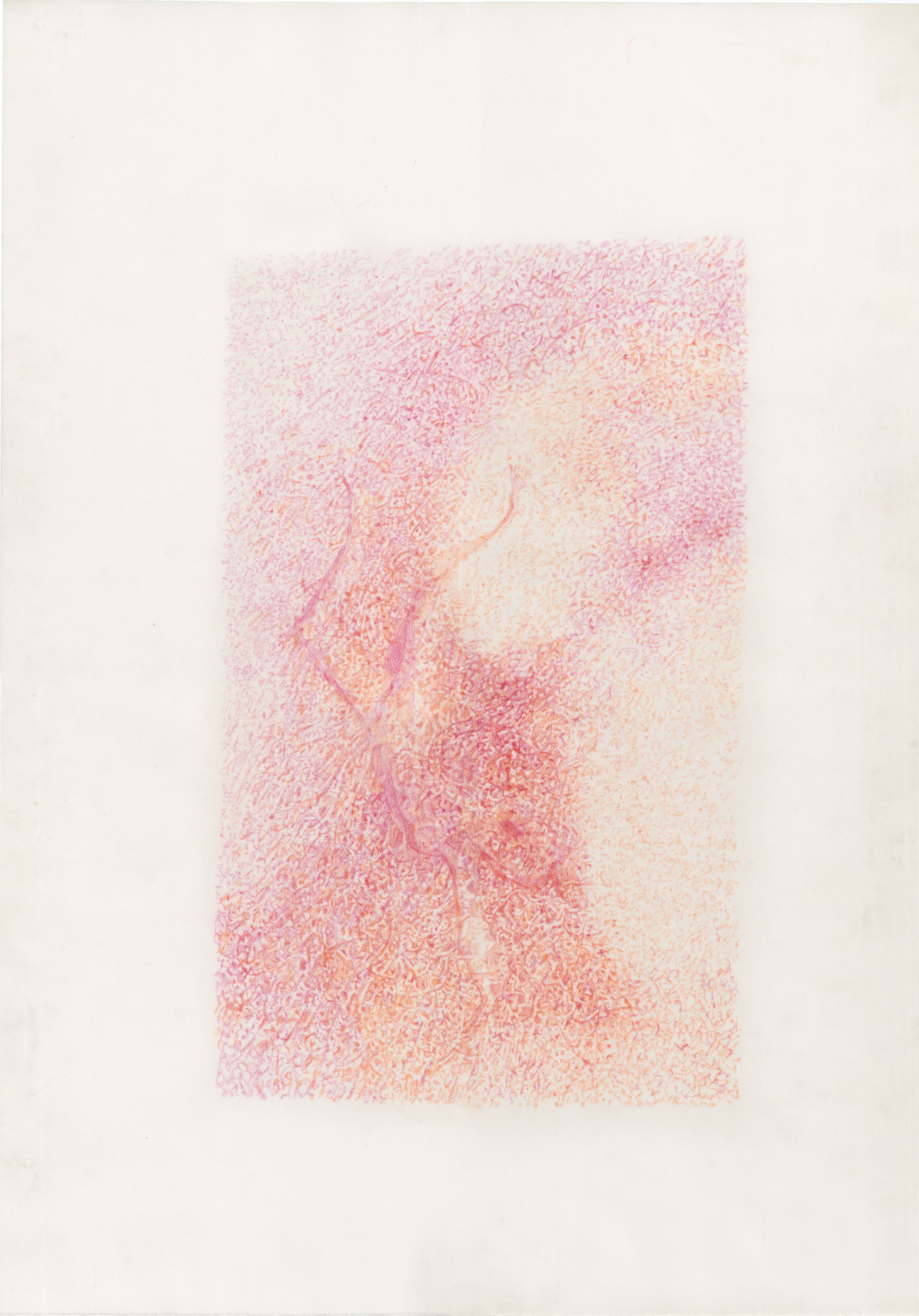 Covered (my skin), colored pencil on tracing paper, 50 x 30 cm, 2023