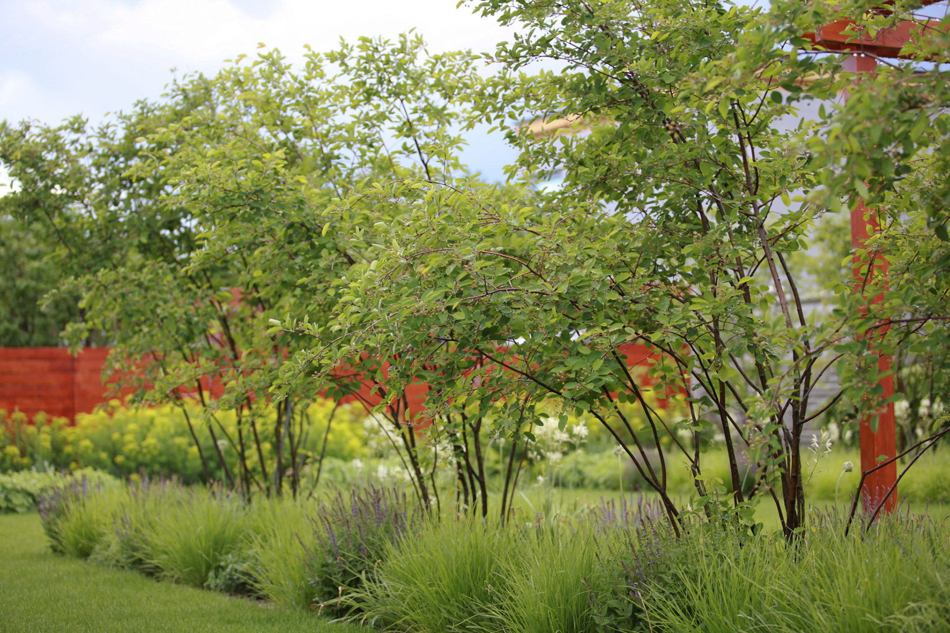 viackmenne stromy, amelanchier