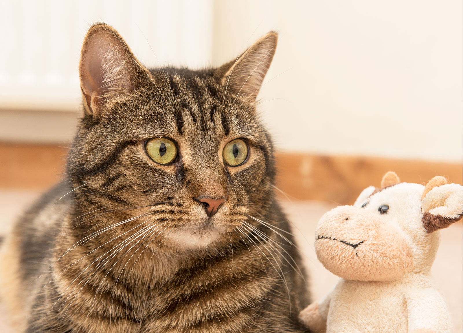 Theo - homeless and hit by a car. Now living the life of Riley