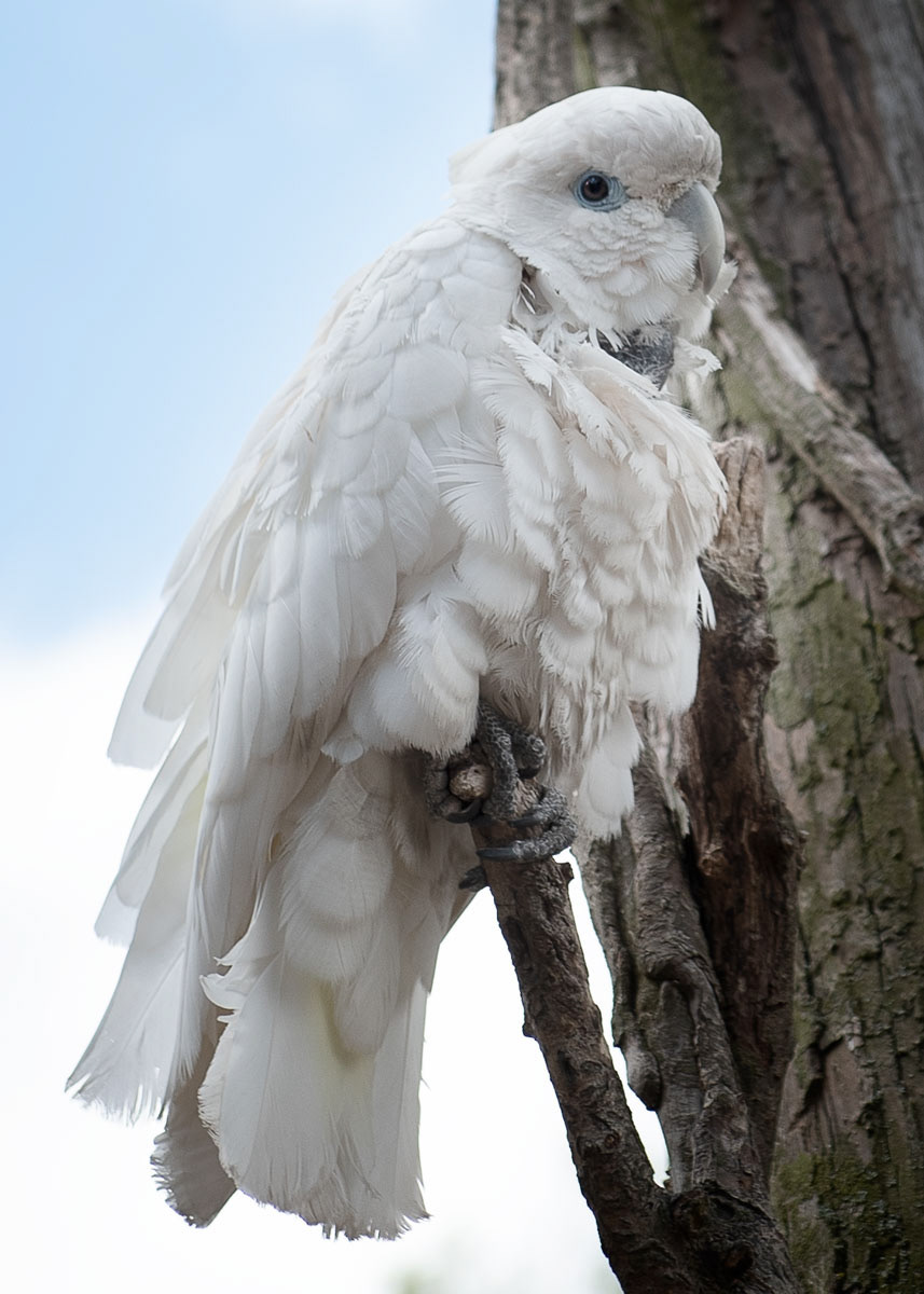 Blue-eyed cockatoo